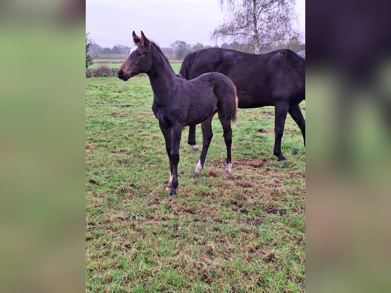 Zangersheide Semental Potro (07/2024) 172 cm Morcillo in Houtvenne