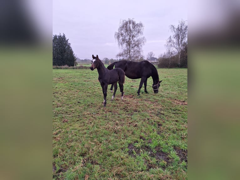 Zangersheide Semental Potro (07/2024) 172 cm Morcillo in Houtvenne