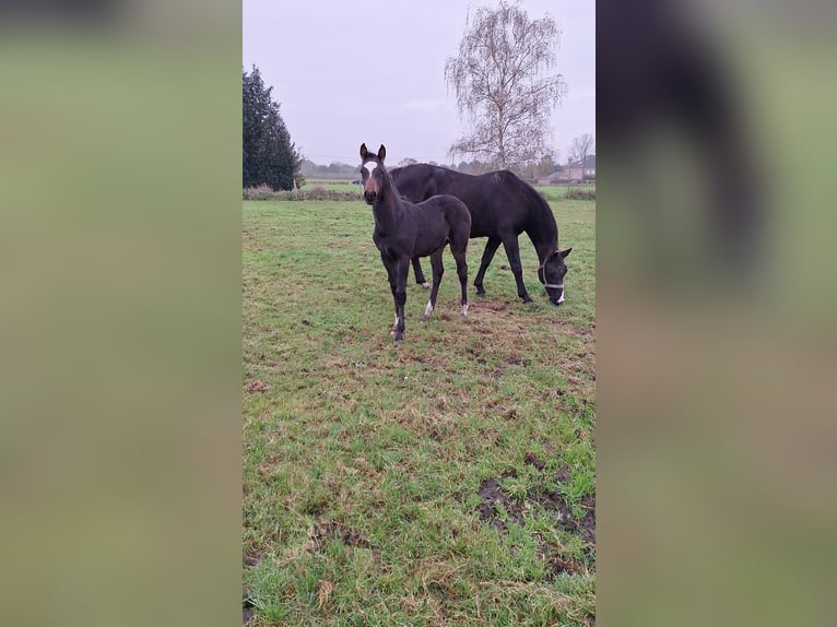 Zangersheide Semental Potro (07/2024) 172 cm Morcillo in Houtvenne