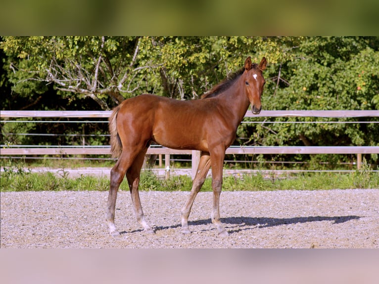 Zangersheide Semental Potro (05/2026) 175 cm Castaño in Graested