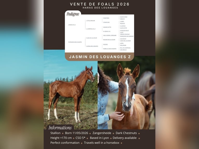 Zangersheide Mestizo Semental Potro (05/2026) Alazán-tostado in Villefranche-sur-Saône