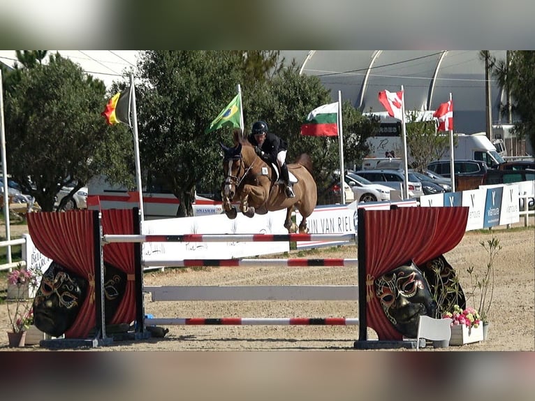 Zangersheide Semental Potro (03/2026) Castaño in Ninove