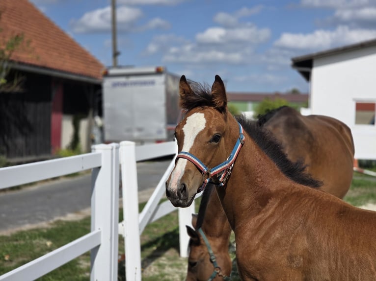 Zangersheide Semental Potro (06/2026) Castaño in Ortenberg