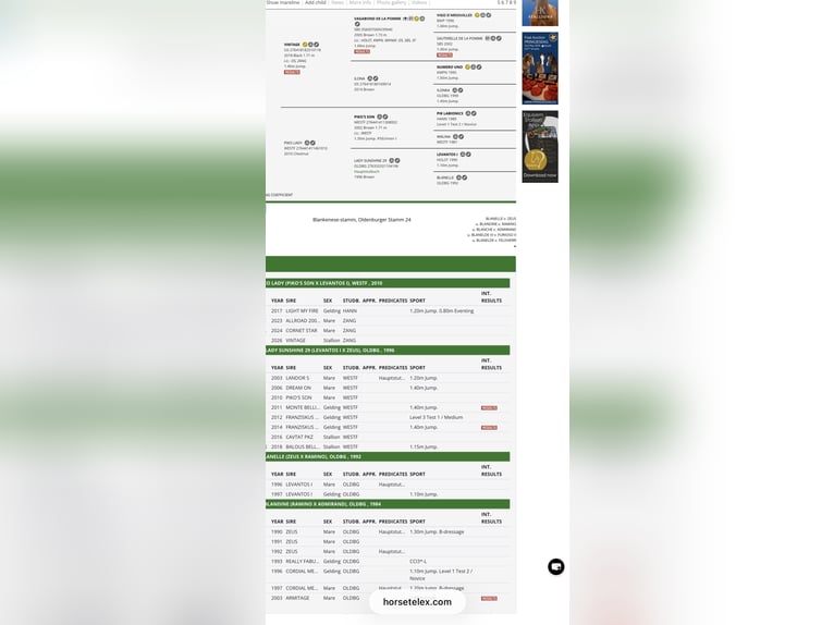 Zangersheide Semental Potro (03/2026) Castaño rojizo in Punia