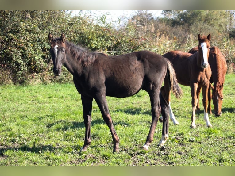 Zangersheide Semental Potro (07/2024) Negro in Oberhoffen-sur-Moder