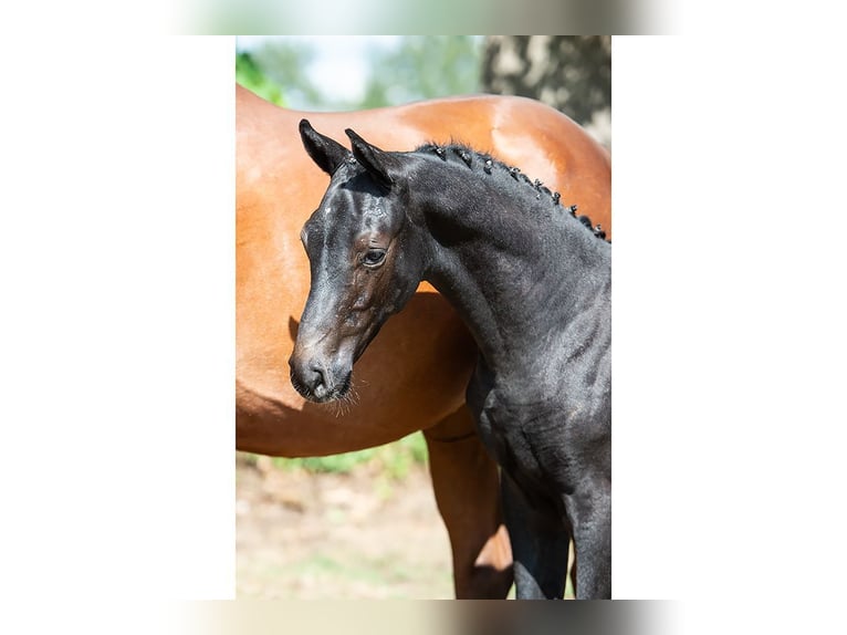 Zangersheide Semental Potro (05/2026) Negro in Waddinxveen