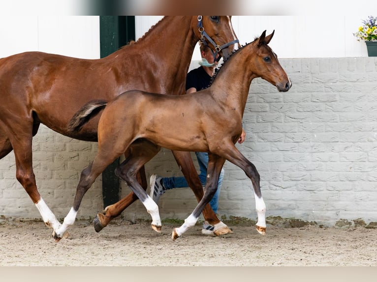 Zangersheide Semental Potro (04/2026) Palomino in Heerde