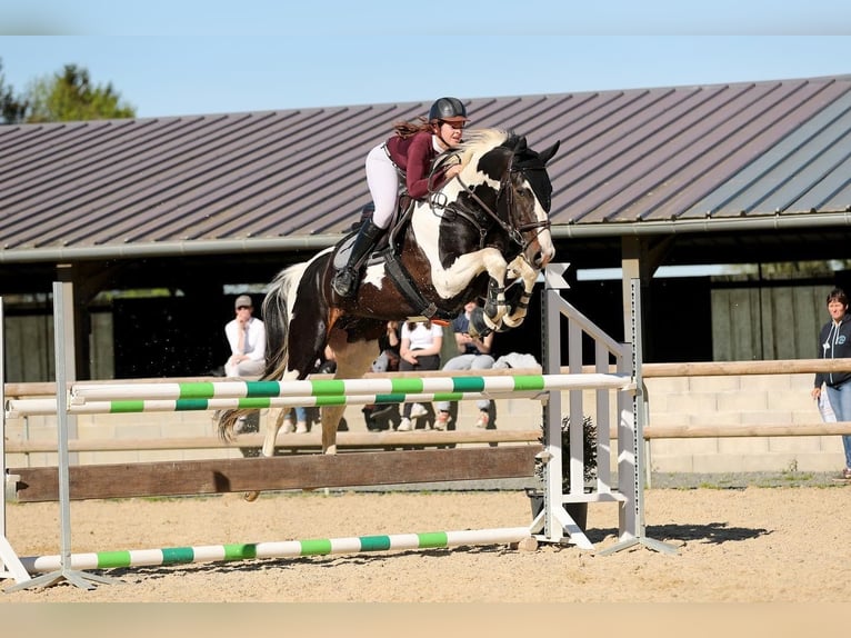 Zangersheide Stallone 10 Anni 170 cm Tobiano-tutti i colori in JUILLAC