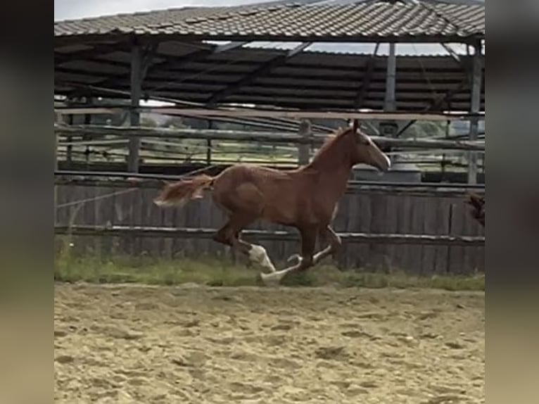 Zangersheide Stallone 1 Anno 125 cm Sauro in Kevelaer