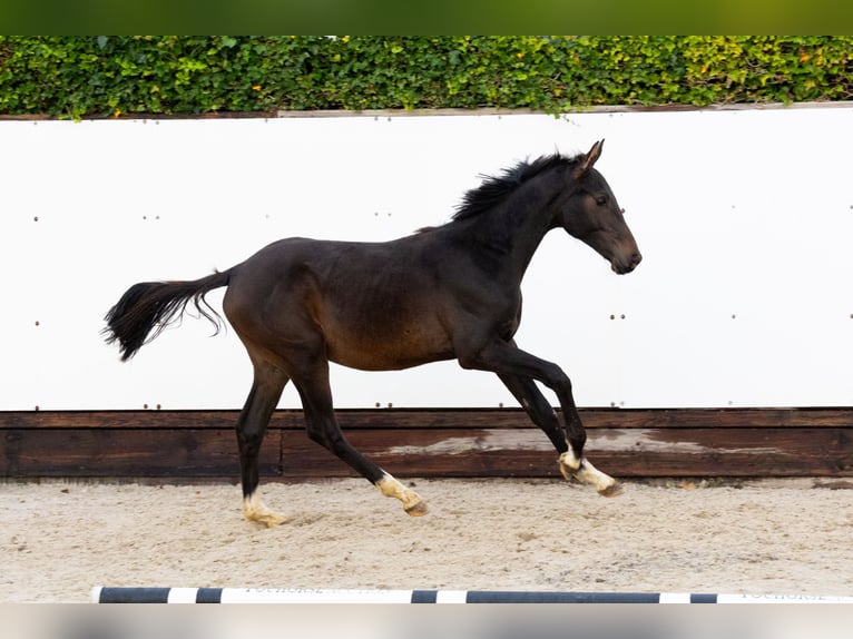 Zangersheide Stallone 1 Anno 142 cm Baio scuro in Waddinxveen Zangersheide Stallone 1 Anno 142 cm Baio scuro in Waddinxveen