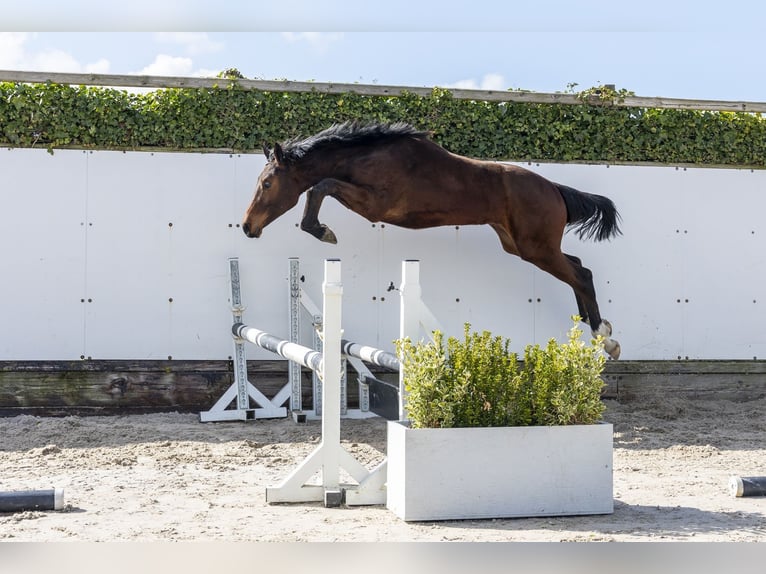Zangersheide Stallone 1 Anno 152 cm Baio in Waddinxveen