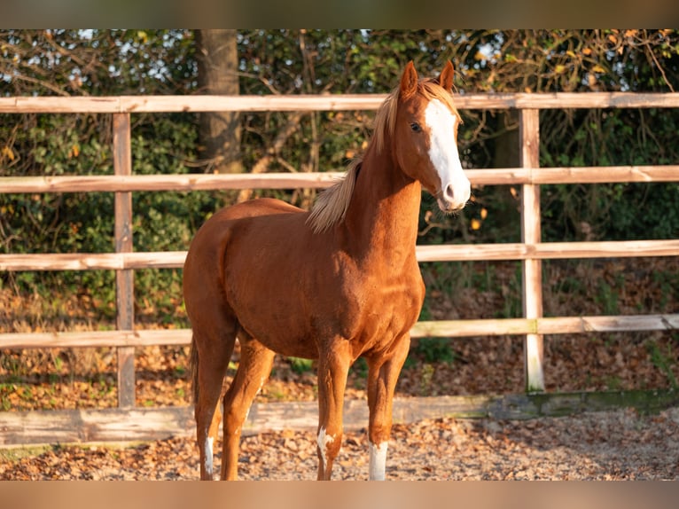 Zangersheide Stallone 1 Anno 156 cm Sauro in GROTE-BROGEL