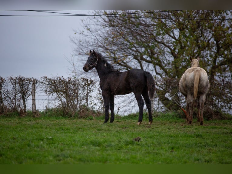 Zangersheide Stallone 1 Anno 170 cm Baio nero in Sorbier