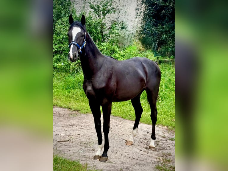Zangersheide Stallone 1 Anno 170 cm Morello in Brzyków