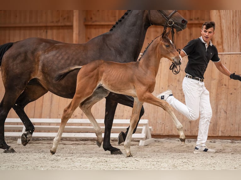 Zangersheide Stallone 1 Anno 175 cm Baio in Bobrowice