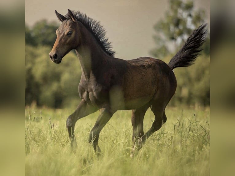 Zangersheide Stallone 1 Anno Grigio in Gzin