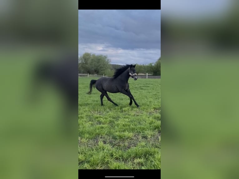 Zangersheide Stallone 1 Anno Grigio in Gzin