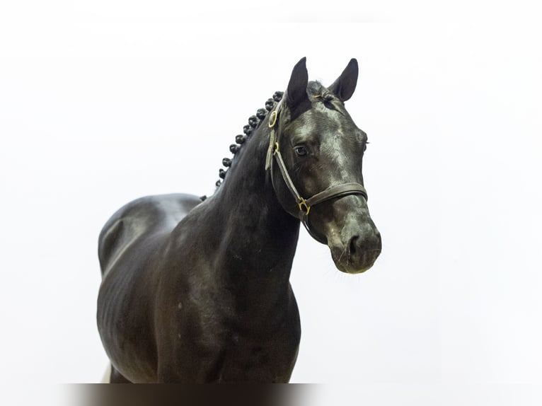 Zangersheide Stallone 2 Anni 147 cm Morello in Waddinxveen