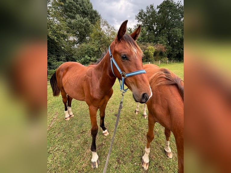 Zangersheide Stallone 2 Anni 148 cm Baio in Satow