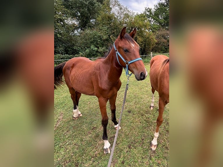 Zangersheide Stallone 2 Anni 148 cm Baio in Satow