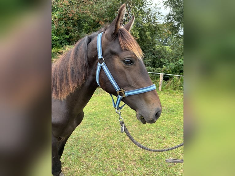 Zangersheide Stallone 2 Anni 149 cm Baio nero in Satow
