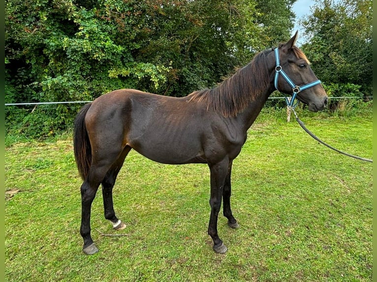 Zangersheide Stallone 2 Anni 149 cm Baio nero in Satow
