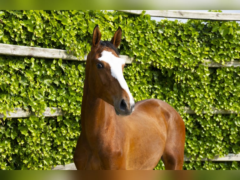 Zangersheide Stallone 2 Anni 153 cm Baio in Waddinxveen