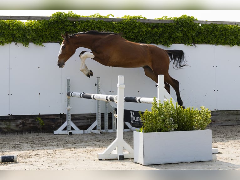 Zangersheide Stallone 2 Anni 153 cm Baio in Waddinxveen