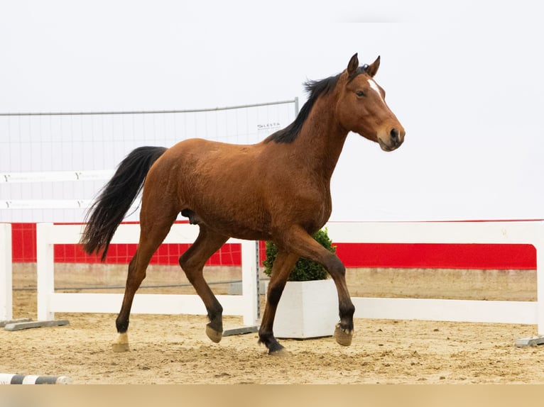 Zangersheide Stallone 2 Anni 154 cm Baio chiaro in Waddinxveen