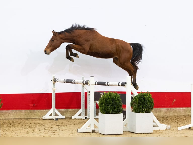 Zangersheide Stallone 2 Anni 154 cm Baio chiaro in Waddinxveen