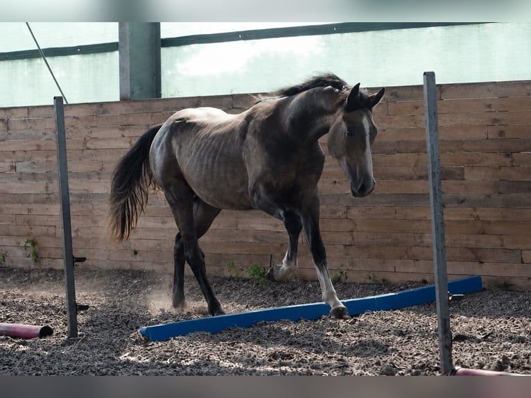 Zangersheide Stallone 2 Anni 156 cm Grigio in Stary Lajszczew