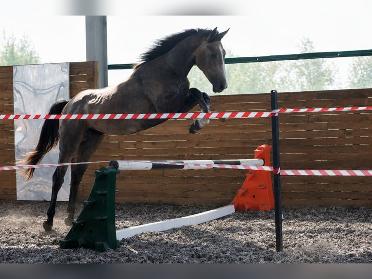 Zangersheide Stallone 2 Anni 156 cm Grigio in Stary Lajszczew