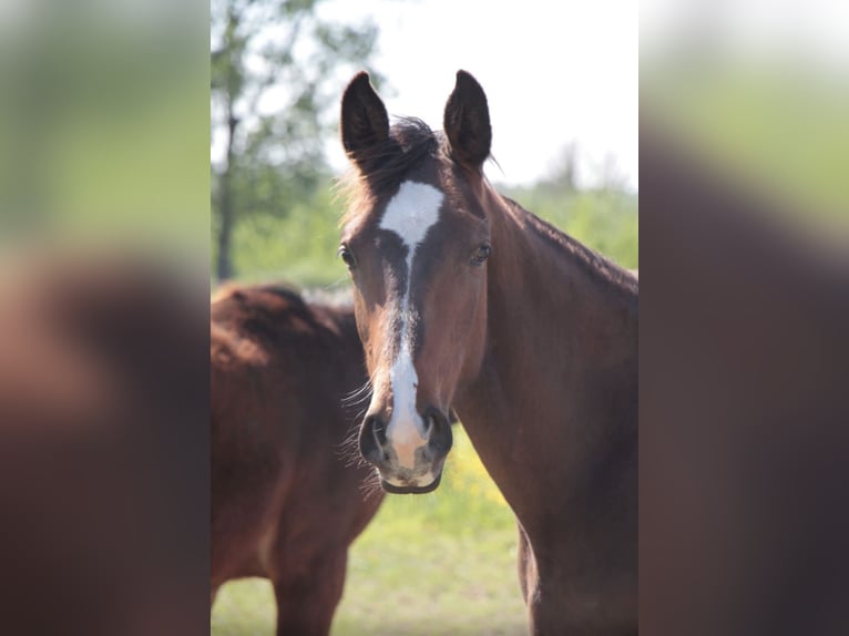Zangersheide Stallone 2 Anni 158 cm Baio nero in Heusden-ZolderHeusden