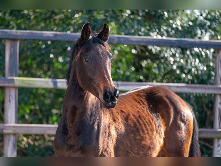 Zangersheide Stallone 2 Anni 158 cm  in GROTE-BROGEL