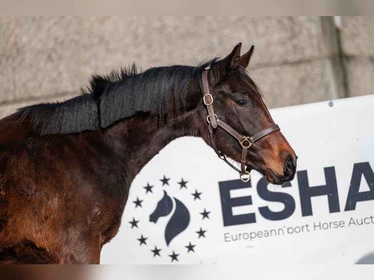 Zangersheide Stallone 2 Anni 158 cm  in GROTE-BROGEL