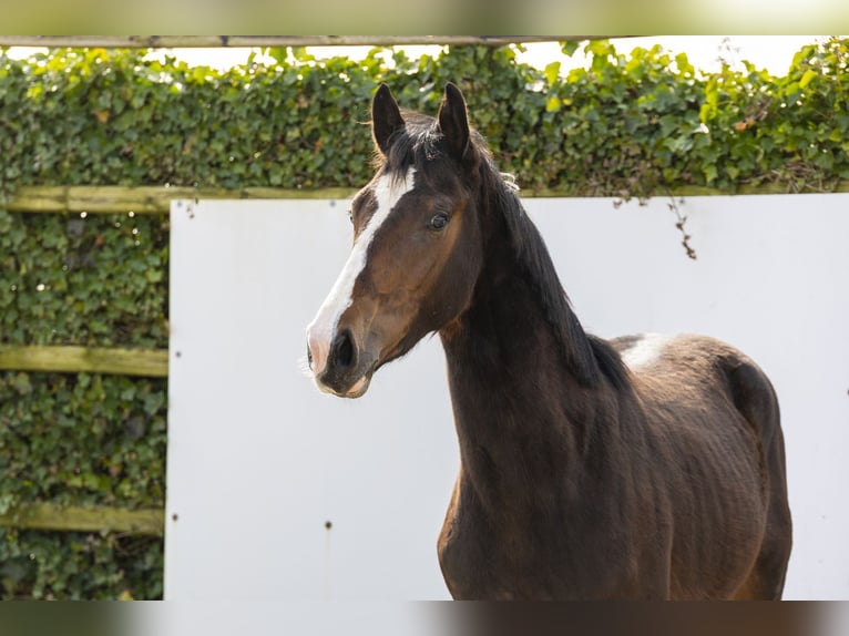 Zangersheide Stallone 2 Anni 160 cm Baio in Waddinxveen
