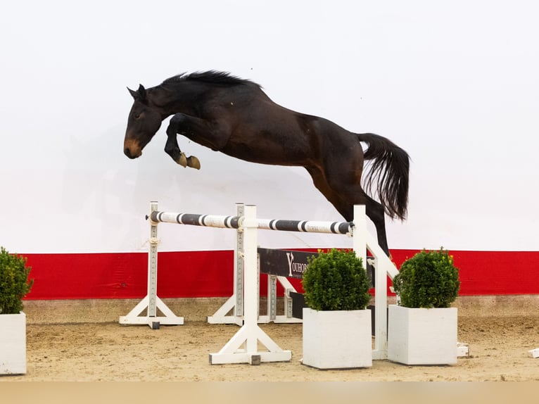 Zangersheide Stallone 2 Anni 162 cm Baio nero in Waddinxveen