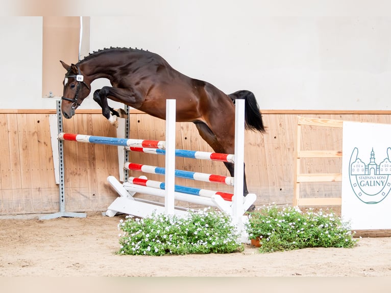 Zangersheide Stallone 2 Anni 162 cm Baio scuro in Grodziczno