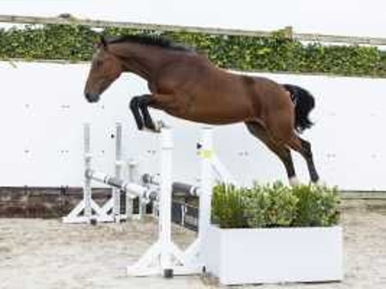 Zangersheide Stallone 2 Anni 164 cm Baio in Waddinxveen