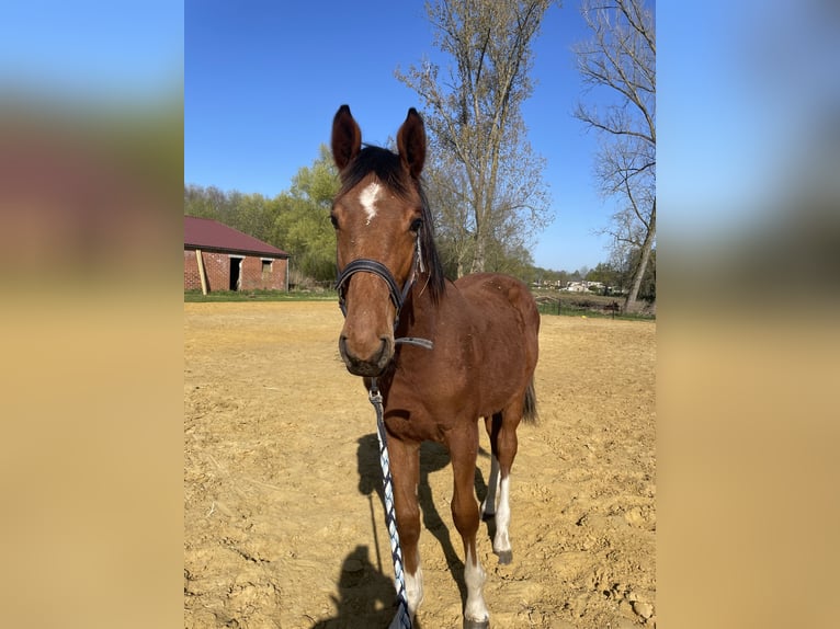 Zangersheide Stallone 2 Anni 165 cm Baio ciliegia in Lummen