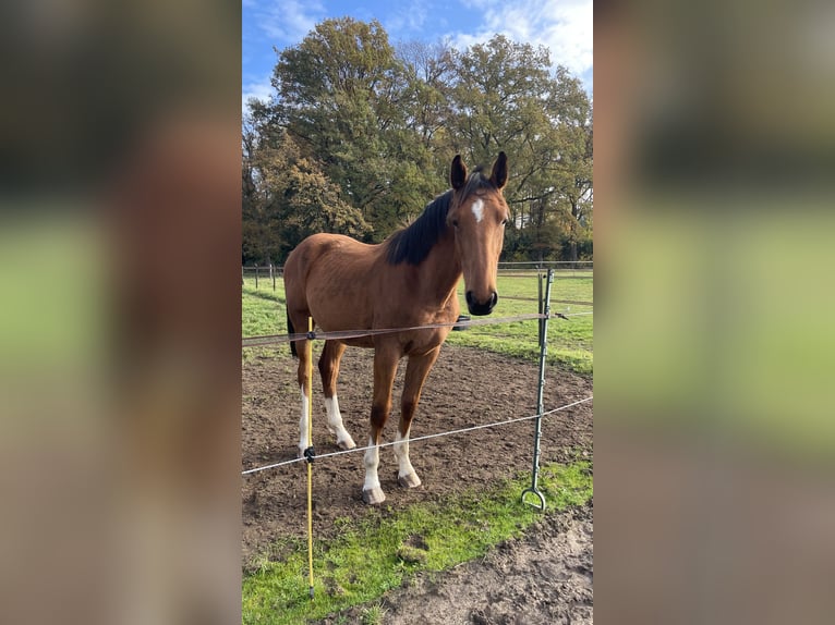 Zangersheide Stallone 2 Anni 165 cm Baio ciliegia in Lummen