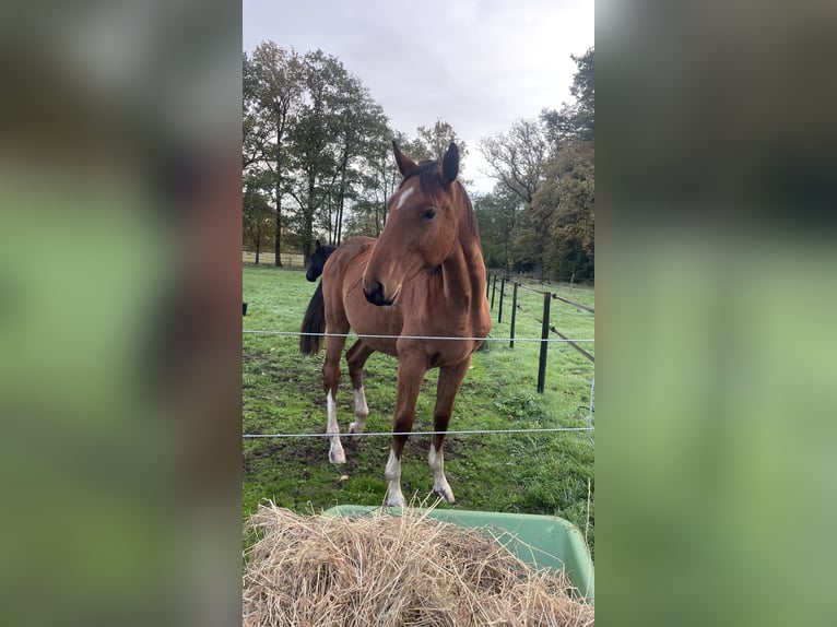 Zangersheide Stallone 2 Anni 165 cm Baio ciliegia in Lummen