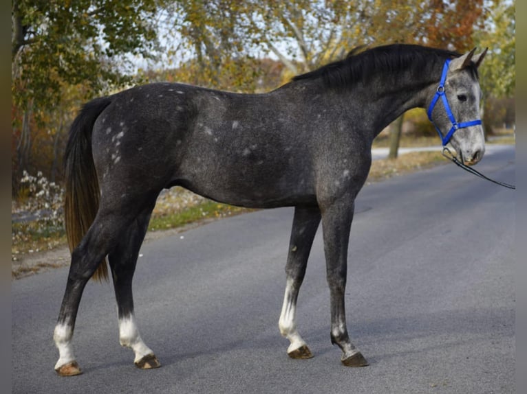 Zangersheide Stallone 2 Anni 165 cm Grigio pezzato in Budapest