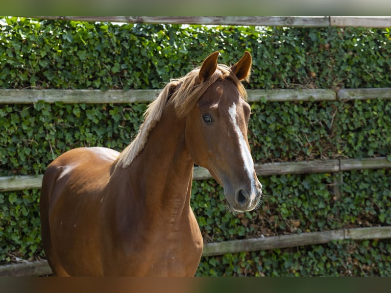 Zangersheide Stallone 2 Anni 165 cm Sauro in Waddinxveen