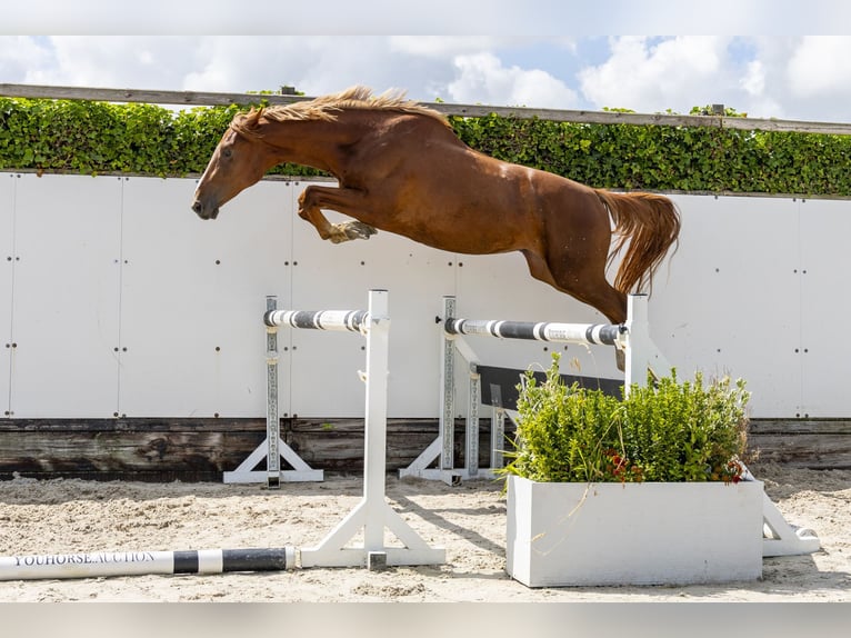 Zangersheide Stallone 2 Anni 165 cm Sauro in Waddinxveen