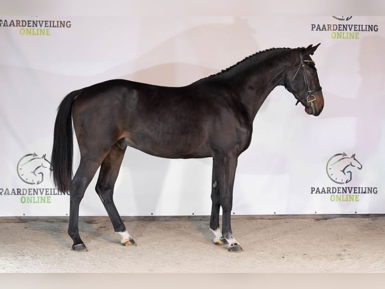 Zangersheide Stallone 2 Anni 166 cm Baio scuro in Heerde