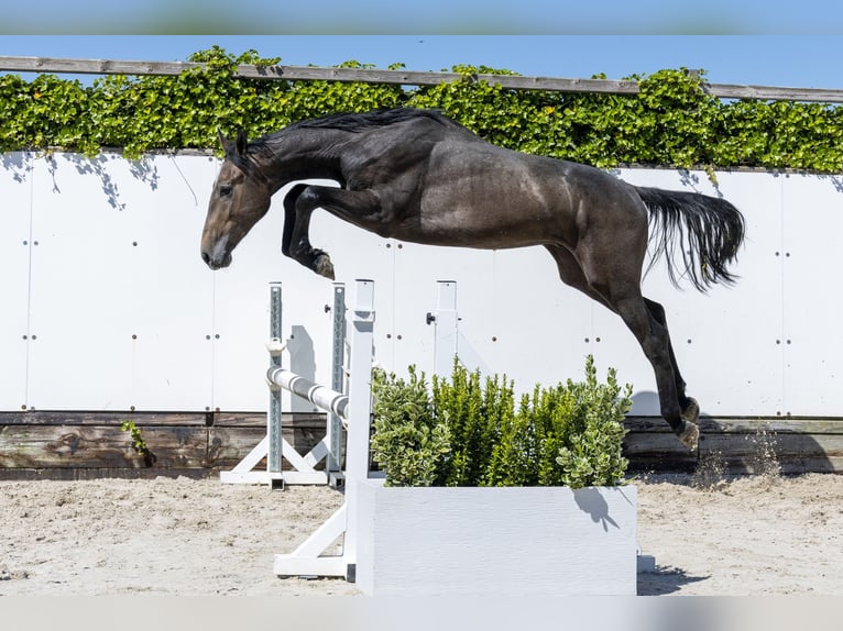 Zangersheide Stallone 2 Anni 166 cm Grullo in Waddinxveen