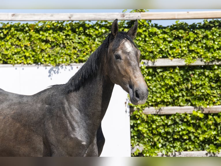 Zangersheide Stallone 2 Anni 166 cm Grullo in Waddinxveen
