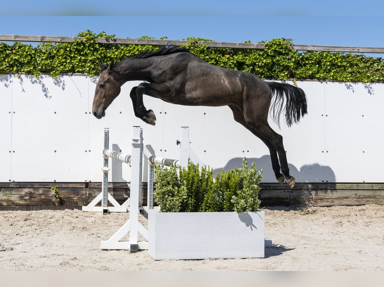 Zangersheide Stallone 2 Anni 166 cm Grullo in Waddinxveen
