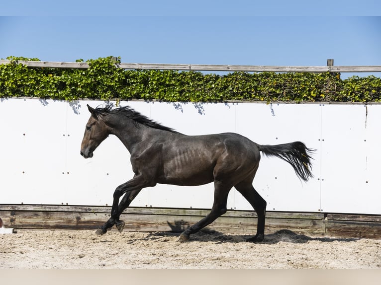 Zangersheide Stallone 2 Anni 166 cm Grullo in Waddinxveen